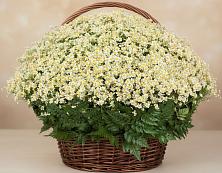 Цветочная композиция из Ромашки в корзине #REPLACE_PRED# Гришенки